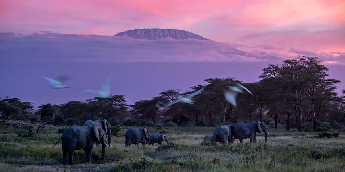 elephants