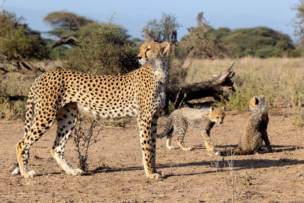 joshua clay 2602 cheetah cubs kimana sanctuary j7a4769
