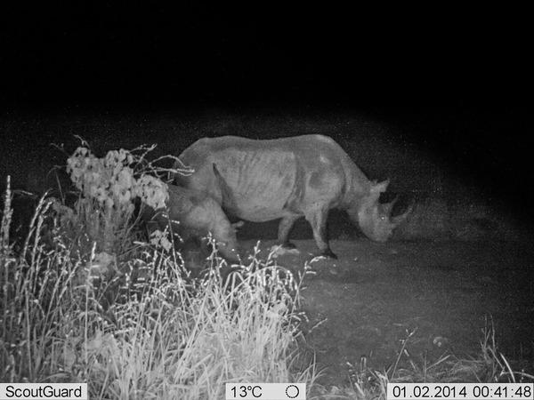 140312 1 1 The Rhinos of Kenya the Battle Intensifies
