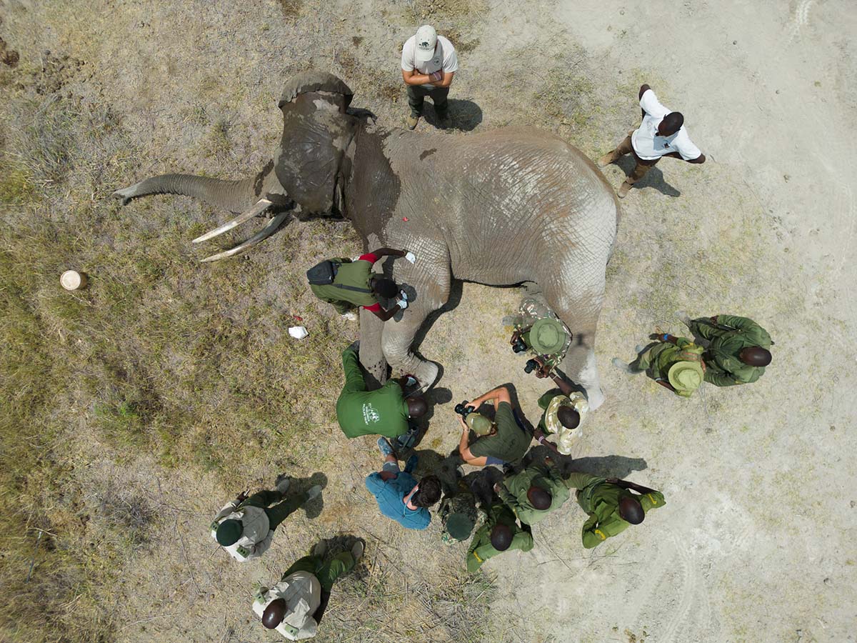 230210 elephant treatment from above