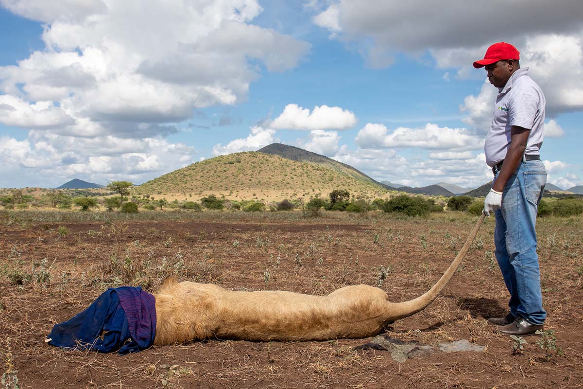 240404 lion poisoning 1