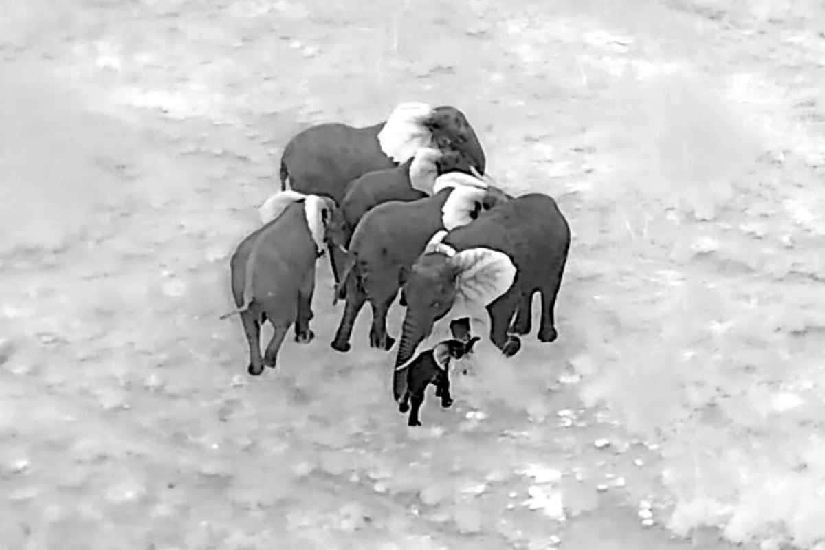 260218 baby elephant