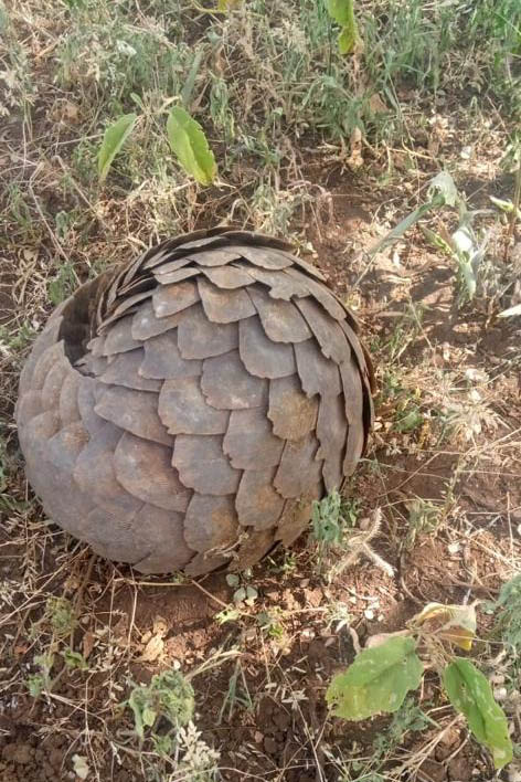 210107 pangolin rescue big life rangers 3 2