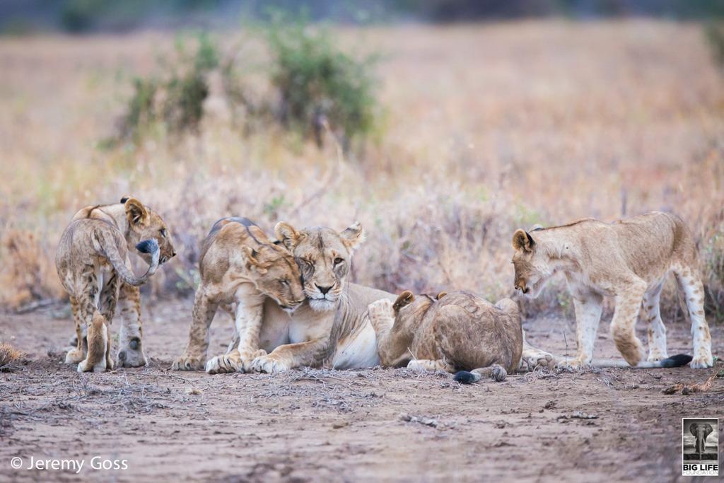 151208 1 1 Lions Dying But Not in Amboseli
