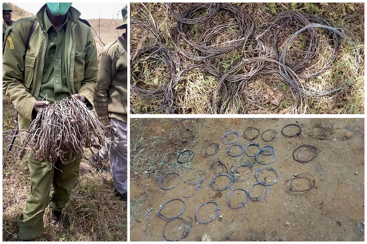 200729 big life rangers recover snares