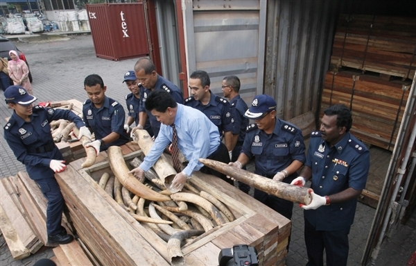 121213 1 1 1500 Elephant Tusks Seized On Way to China Biggest Bust a Sign of Worse Things to Come