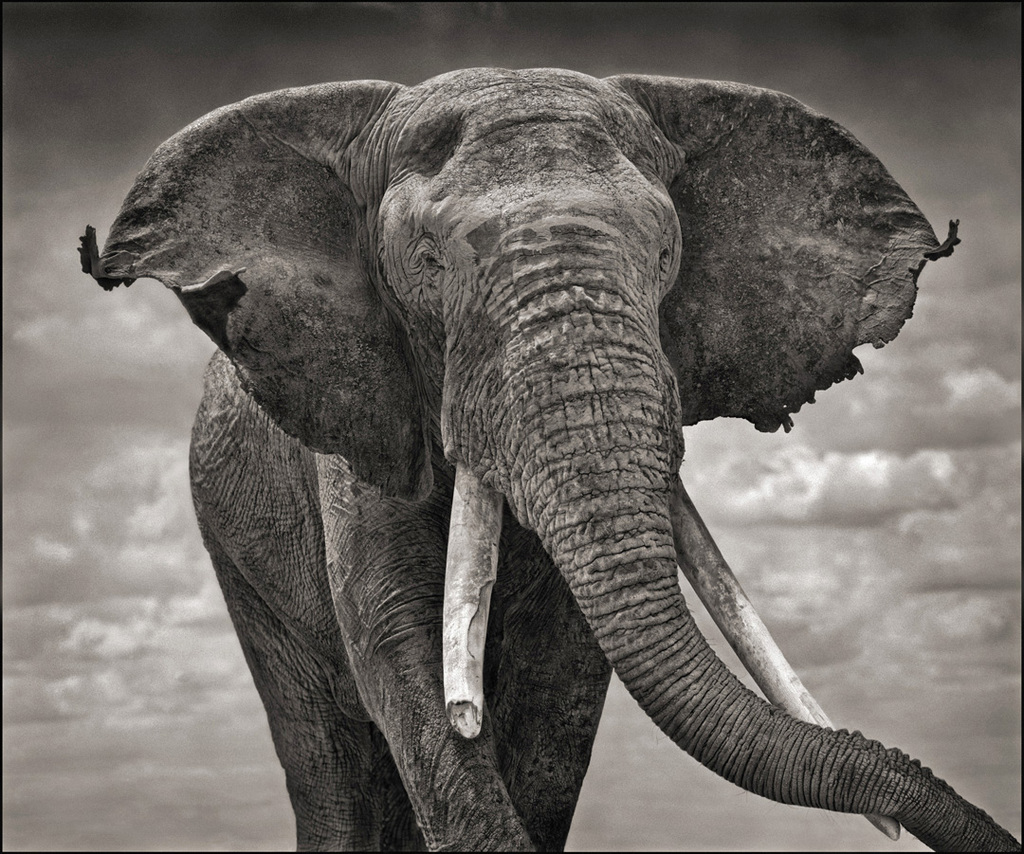 170101 1 1 The Happiest New Year for the Elephant